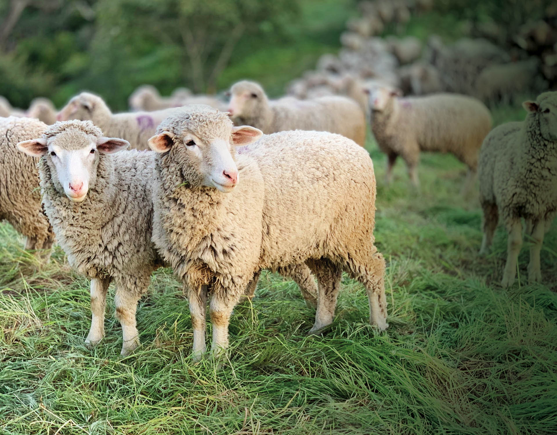Leadership Lesson:  Shepherding Women